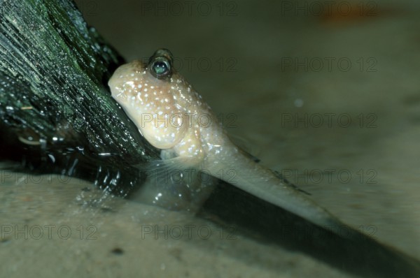 Mudhopper (Periophthalmus papilio), side