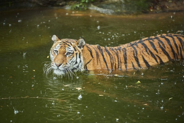 Siberian tiger (Panthera tigris altaica) in the water, rainy, cat, captive, Germany, Europe