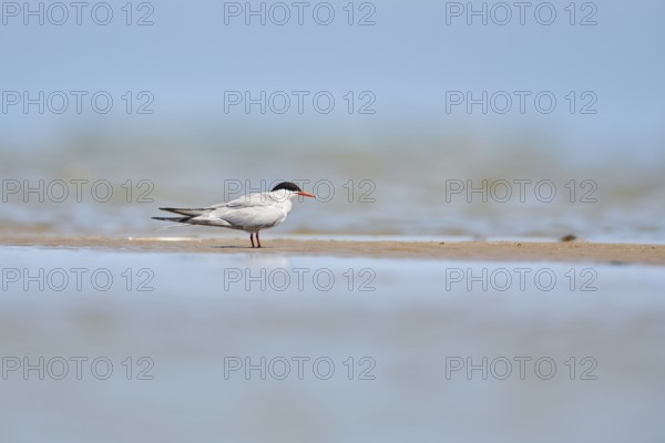 Elegant tern (Thalasseus elegans) sitting on a sandbank, ebro delta, Catalonia, Spain, Europe