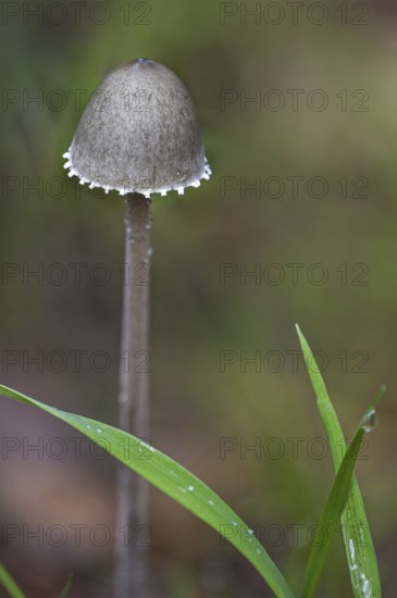 Petticoat mottlegill (Panaeolus papilionaceus) (Panaeolus sphinctrinus)