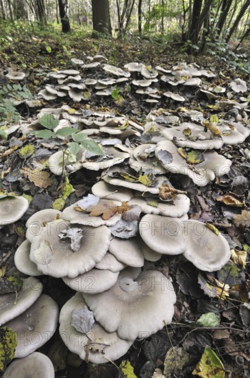 Clouded agaric (Lepista nebularis) Cloud funnel mushrooms forming fairy ring