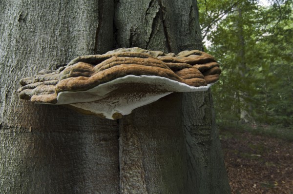 Artist's Bracket, Artist's Conk, Flacher Lackporling (Ganoderma applanatum) (Ganoderma lipsiense) (Boletus applanatus)