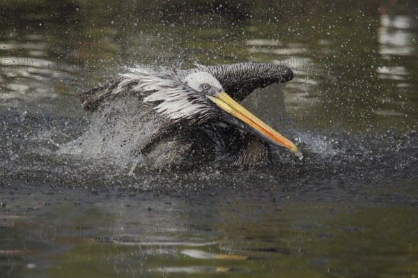 Peruvian pelican (Pelecanus thagus), swimming, wing movement, water drop, water splash, action, pelicans (Pelecanidae), pelican, seabird, seabirds, oar-footed, Pelecaniformes, bird, animal, vertebrate, captive