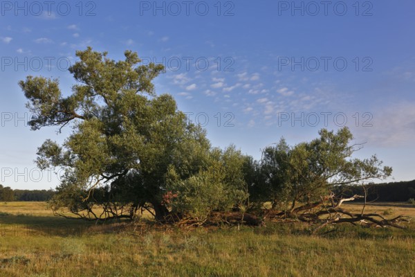 Willow trees, Middle Elbe Biosphere Reserve, Saxony-Anhalt, Germany, Europe