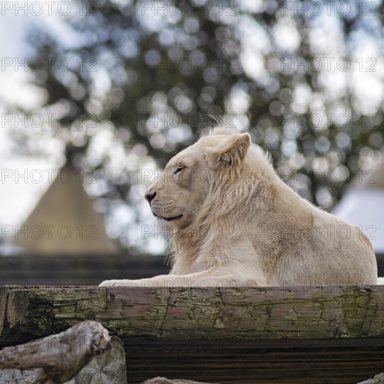 White lion (Panthera leo), male in profile, resting, colour mutation, leucism, captive, Safaripark, Safariland Stukenbrock, Schloss Holte-Stukenbrock, North Rhine-Westphalia, Germany, Europe