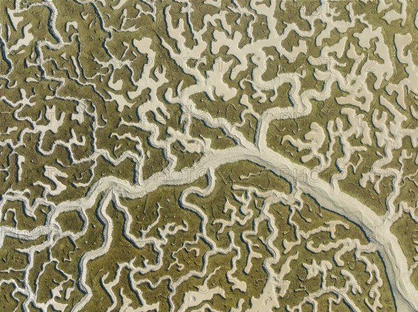 Network of dry channels and streams at low tide, in the marshland of the Bahía de Cádiz, aerial view, drone shot, Cádiz province, Andalusia, Spain, Europe