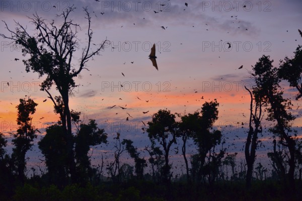 Straw-coloured Fruit Bats (Eidolon helvum), in flight at first light, Kasanka National Park, Zambia, Africa