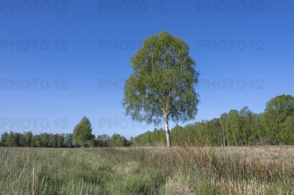 Downy birch (Betula pubescens), solitary, in spring, blue sky, Lower Saxony, Germany, Europe