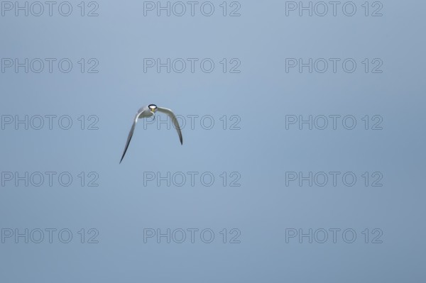 Little tern (Sternula albifrons) adult bird in flight with a fish in its beak, Suffolk, England, United Kingdom, Europe