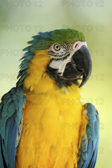 Blue and yellow macaw (Ara ararauna) or ararauna, portrait, captive, occurring in South America