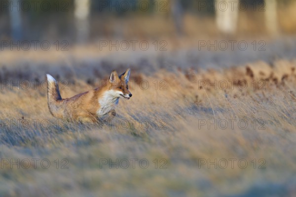 Red Fox (Vulpes vulpes), running in meadow at autumn