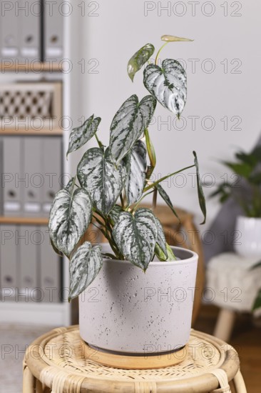 Exotic 'Philodendron Brandtianum' houseplant with silver pattern on leaves in flower pot on table in living room