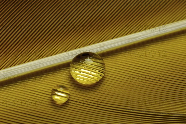 Water drops on bird feathers