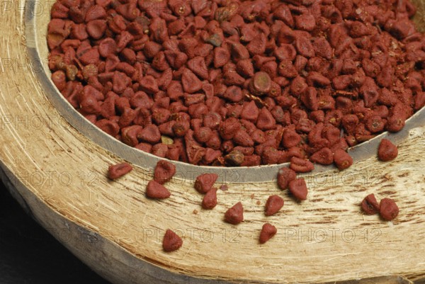 Achiote (Bixa orellana) seeds, orleans bush, rucus bush, anatto, anatto seed (Bixaceae)