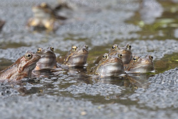 Common frogs (Rana temporaria) between Laich im Wasser, Kalkalpen National Park, Upper Austria, Austria, Europe