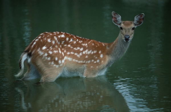 Japanese sika deer (Cervus nippon nippon), female, lateral, side