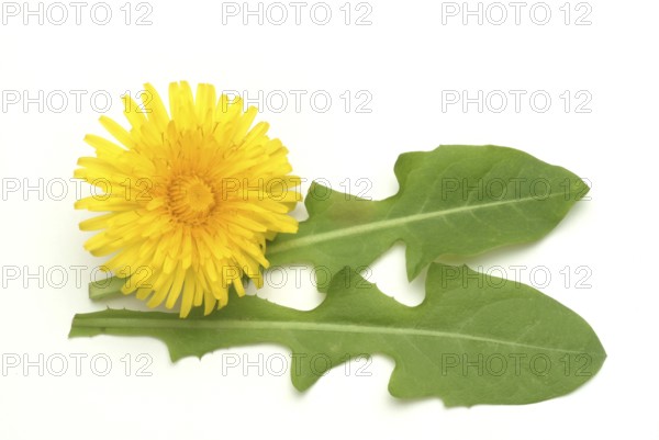 Common dandelion (Taraxacum) Ruderalia, Taraxacum officinale, medicinal plant, the most important active substances of the dandelion are the bitter substances