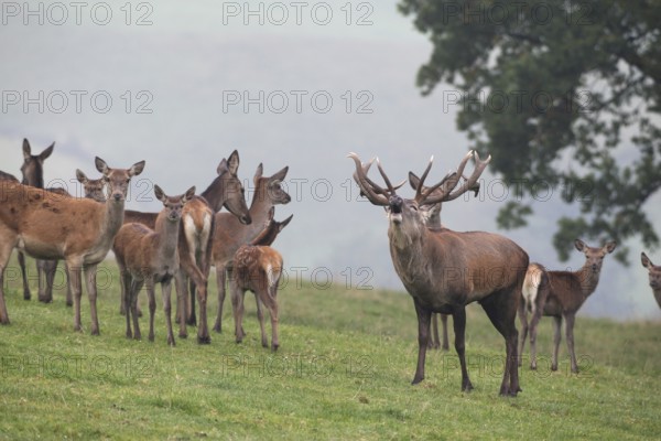 Red deer (Cervus elaphus) roaring with its herd in a mountain meadow during the rut, Allgäu, Bavaria, Germany, Europe