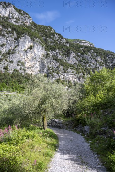 Path in the Garda Mountains, Sarca Valley, Arco, Trentino-Alto Adige, Italy, Europe