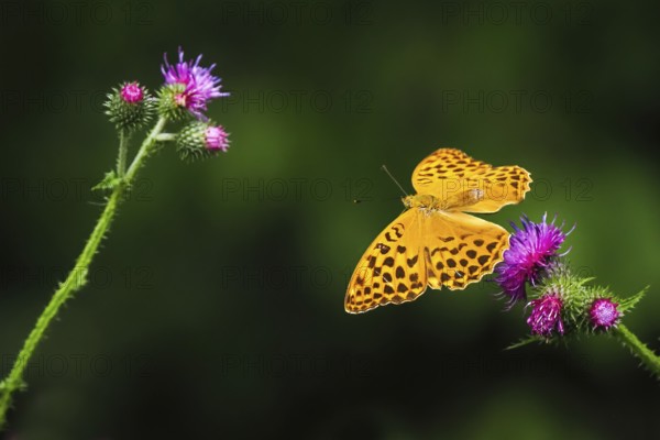 Silver-washed fritillary (Argynnis paphia), male, flying from flower of creeping thistle (Cirsium arvense), Hesse, Germany, Europe