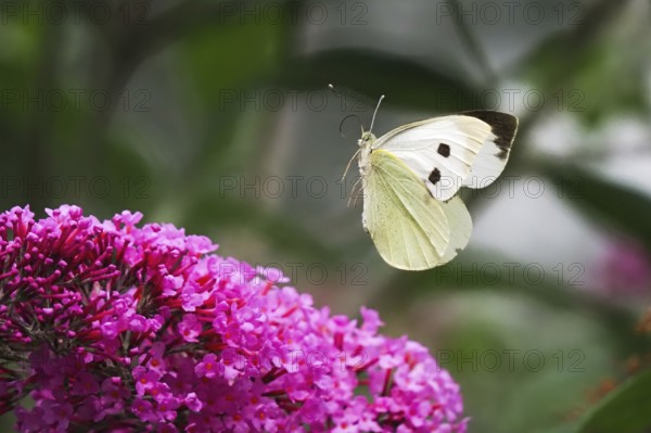 Cabbage butterfly (Pieris brassicae), flying, approaching flower of butterfly-bush (Buddleja davidii), Hesse, Germany, Europe