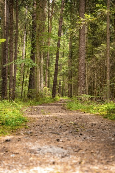 Small path in the forest, Black Forest, Germany, Europe