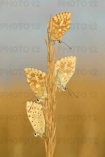 Chalkhill blues (Lysandra coridon) Other animals, Insects, Butterflies, Animals, Bad Neustadt an der Saale, Bavarian Rhön nature park Park, Bavaria, Germany, Europe