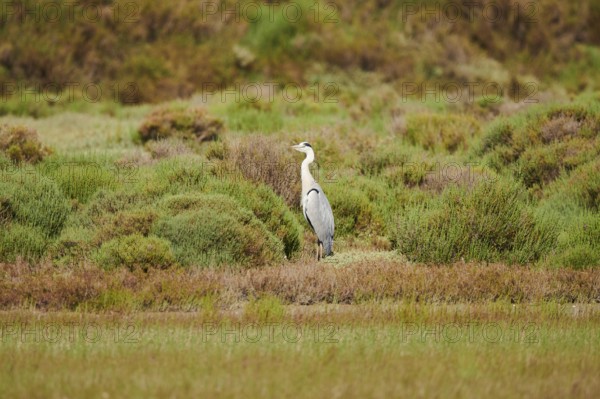 Grey heron (Ardea cinerea) standing in the bushes on a sandbank, Camargue, France, Europe