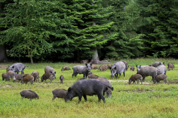 Wild boar, wild boars (Sus scrofa), pigs, swine, ungulates, even-toed ungulates, mammals, animals, Sounder of wild boars with juveniles foraging in field at forest's edge