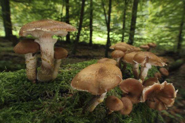 Honey fungus (Armillaria mellea), group, moss, tree trunk, forest, surroundings, Bremthal, Eppstein, Taunus, Hesse, Germany, Europe