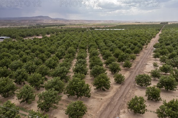 Rincon, New Mexico, Water-hungry pecan trees growing in the midst of a severe dought in the New Mexico desert. The extensive pecan farms around Las Cruces are watered by flooding orchards with irrigation water from the Rio Grande or by pumping water from underground