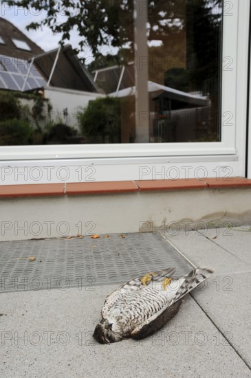 Eurasian sparrowhawk (Accipiter nisus), dead male lying in front of a window, North Rhine-Westphalia, Germany, Europe