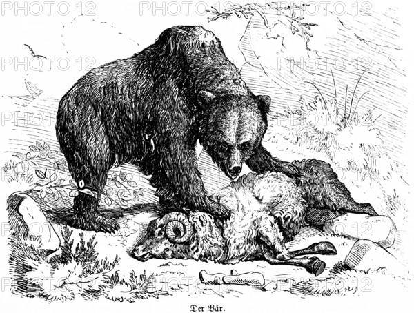 Bear kills a ram, Hubertus hunting and hunting scenes, wild animals, horns, death, wool, nature, paw, historical illustration around 1860