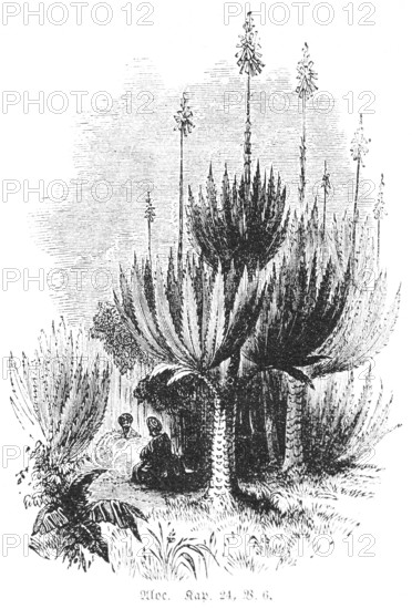 Aloe (aloe soccotrima), people, garden, water, God, flora, flowers, Bible, Old Testament, Book 4 of Moses, Chapter 24, Verse 6, historical illustration c. 1850