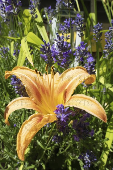 Flowering daylily (Hemerocallis fulva) amidst a flowering lavender (Lavandula angustifolia), Bavaria, Germany, Europe