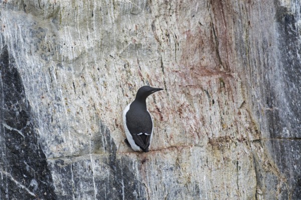 Thick-billed murre (Uria lomvia), Brünnich's guillemot on rock ledge in sea cliff in seabird colony, Alkefjellet, Hinlopenstreet, Svalbard, Norway, Europe