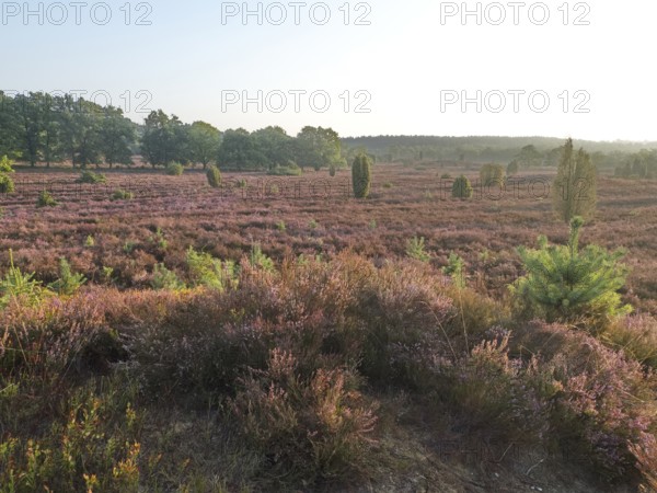 Heath blossom in the early morning in the Lüneburg Heath nature Park. The landscape in the heath nature reserves blossoms in purple to violet hues in late summer, Fürstengrab, Niederhaverbeck, Lower Saxony, Germany, Europe