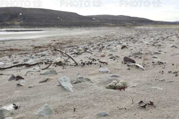 Eurasian oystercatcher (Haematopus ostralegus) Clutch in shore sand, Northern Norway, Scandinavia