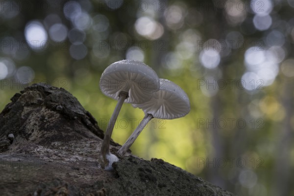 Porcelain fungi (Oudemansiella mucida), Emsland, Lower Saxony, Germany, Europe