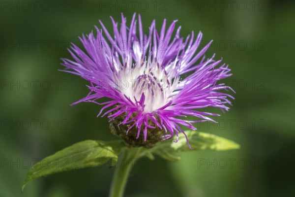 Psephellus dealbatus (Centaurea dealbata), flower, Baden-Württemberg, Germany, Europe