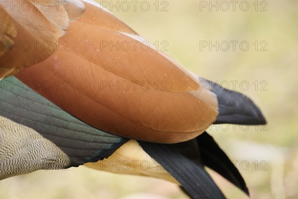 Egyptian goose (Alopochen aegyptiaca), feathers, detail, Bavaria, Germany Europe