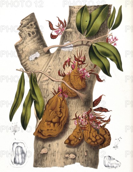 Cynometra cauliflora, colloquially rarely called Nam-Nam, Namnam or frog-fruit, is a species of plant in the genus Cynometra in the carob subfamily Caesalpinioideae within the legume family, Historic, digitally enhanced reproduction of a period original