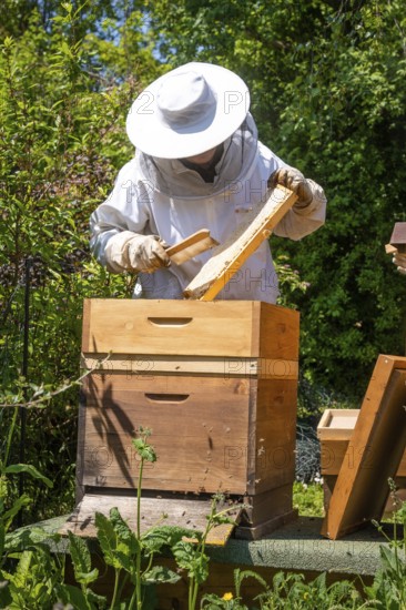 Beekeeper with bees, Black Forest, Gechingen, Germany, Europe