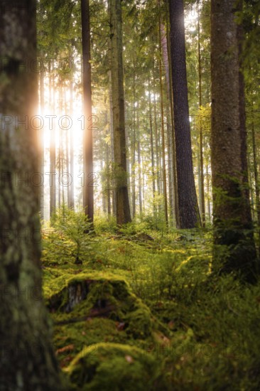 Sun-drenched forest with ferns and tall tree trunks, Calw, Black Forest, Germany, Europe