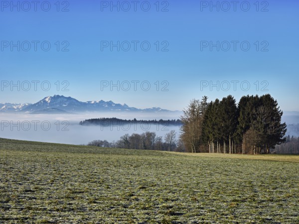 Meadow in the rough, behind sea of fog with Pilatus, near Baar, Canton Zug, Switzerland, Europe