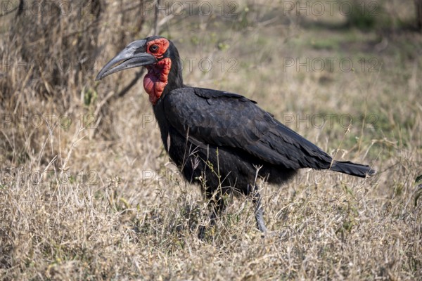 Southern ground hornbill (Bucorvus leadbeateri), Red-cheeked Hornbill, Southern Hornbill or Kaffir Hornbill, Kruger National Park, South Africa, Africa