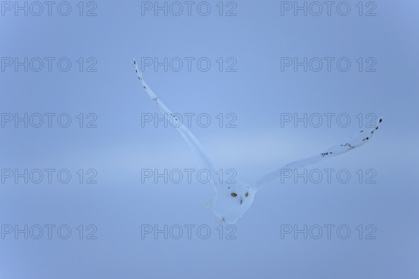 Male snowy owl (Nyctea scandiaca) (syn. Bubo scandiaca) in flight, wings spread, blue hour, Quebec, Canada, North America