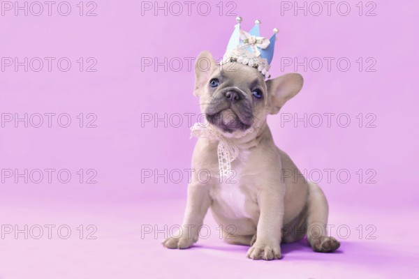 French Bulldog dog puppy wearing a paper crown with lace and ribbons on pink background with empty copy space