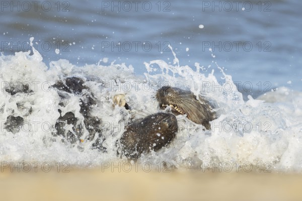 Grey (Halichoerus grypus) seal two adult animals playing in the surf of the sea, Norfolk, England, United Kingdom, Europe