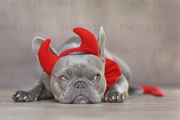 French Bulldog dog wearing red devil horns, tail and bow tie Halloween costume in front of gray background